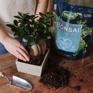 Westland Bonsai Potting Mix person potting up Bonsai