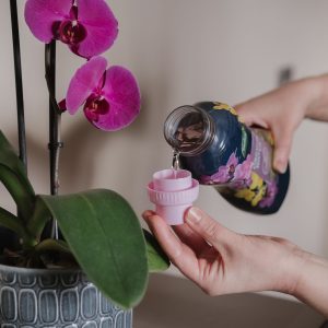Person pouring orchid water into cap
