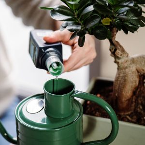 Westland Bonsai Feed being poured into watering can