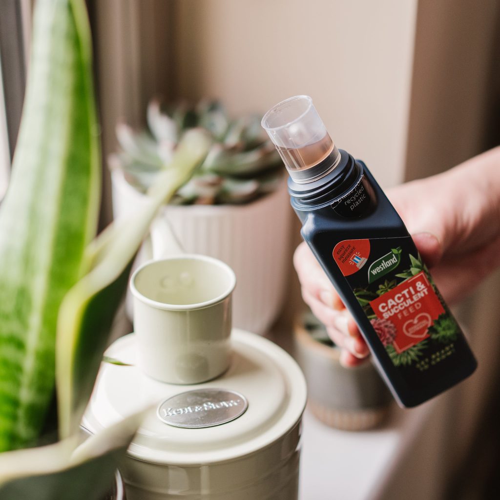 Westland Cacti & Succulent Feed Houseplant Care Garden Health