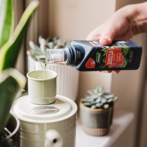 Westland Cacti & Succulent Feed poured into watering can