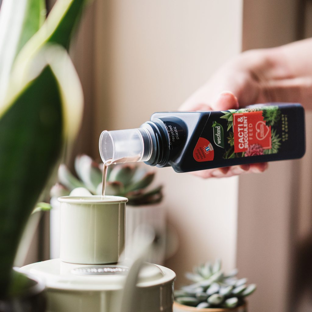 Westland Cacti & Succulent Feed Houseplant Care Garden Health
