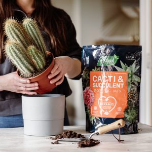 Person planting up cacti with cacti & succulent potting mix