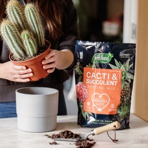 Person planting up cacti with cacti & succulent potting mix