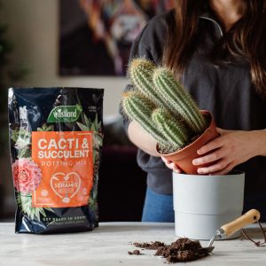 Person planting up cacti with cacti & succulent potting mix