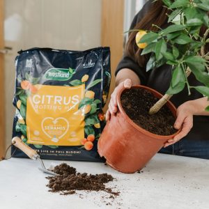 Westland Citrus Potting Mix with citrus tree