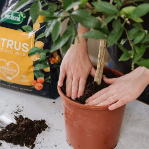 Person potting up citrus tree with Westland Citrus Potting Mix