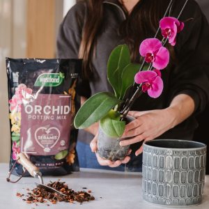Westland Orchid Potting Mix with person potting up orchid