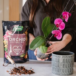 Westland Orchid Potting Mix with person potting up orchid