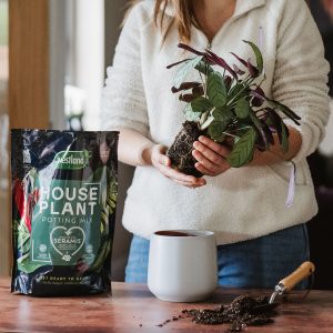 Westland Houseplant Potting Mix with person potting up plant