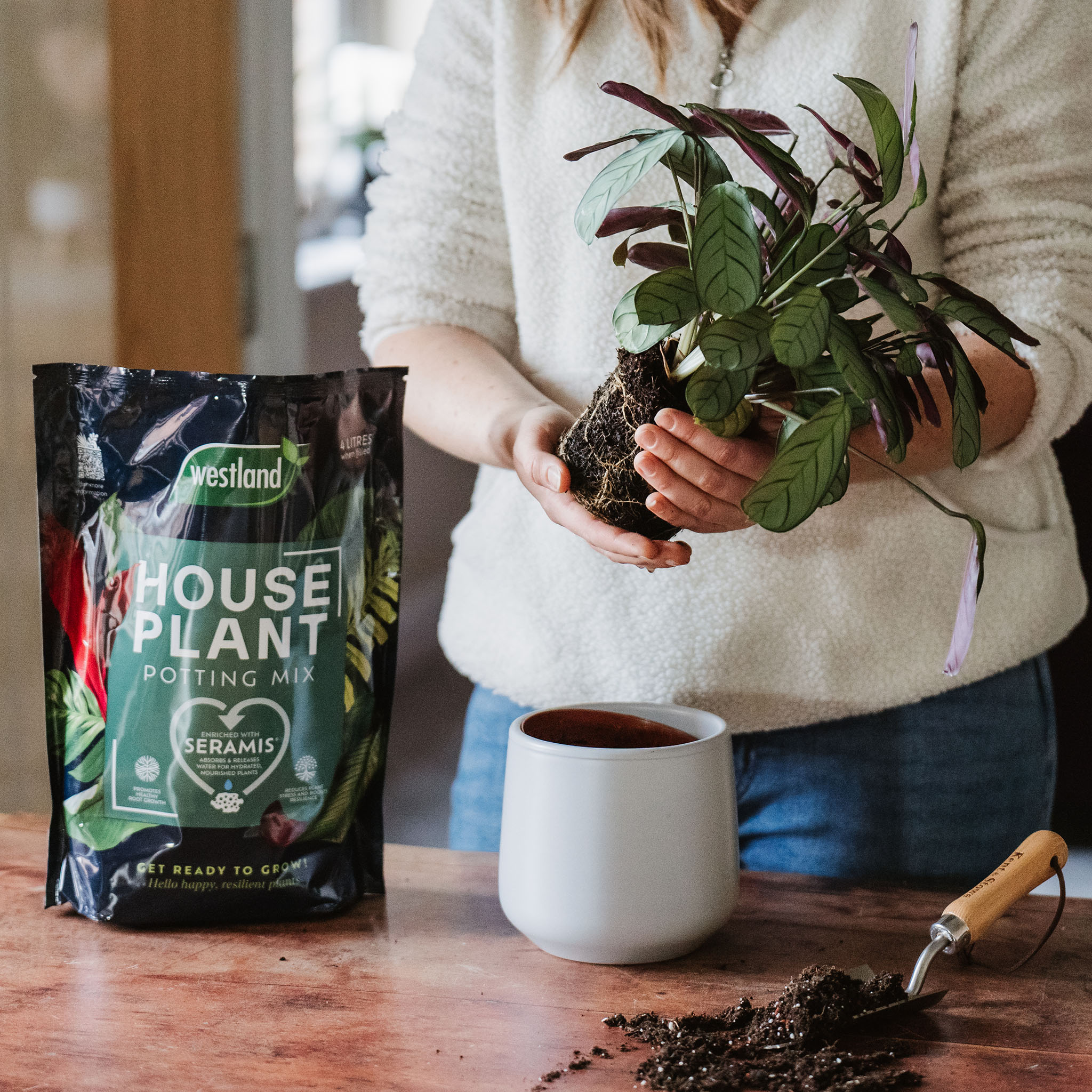 Westland Houseplant Potting Mix with person potting up plant