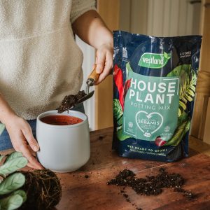 Westland Houseplant Potting Mix with person potting up plant