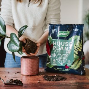 Westland Houseplant Potting Mix with person potting up plant