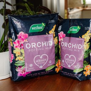 westland orchid compost
