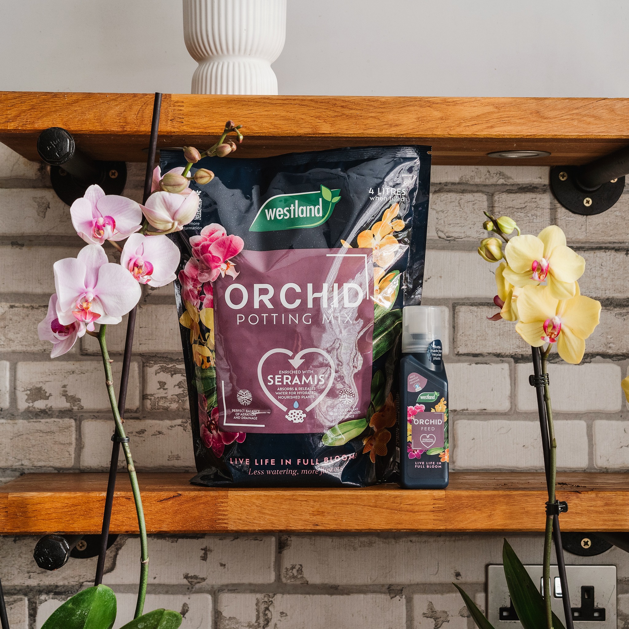 westland orchid compost