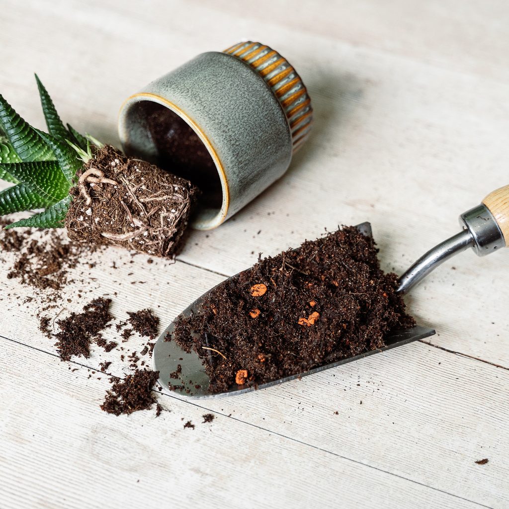 Westland Cacti & Succulent Potting Mix Houseplant Care Garden Health