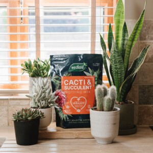 Westland Cacti & Succulent Potting Mix