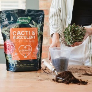 Westland Cacti & Succulent Potting Mix repotting succulent