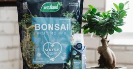 How to Grow Bonsai