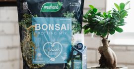 westland bonsai compost in kitchen