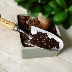 westland bonsai compost on trowel