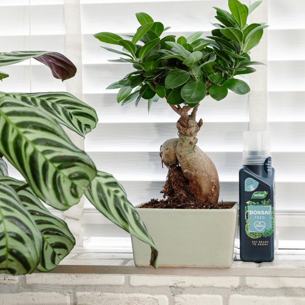 Westland Bonsai Feed Houseplant Care Westland Garden Health