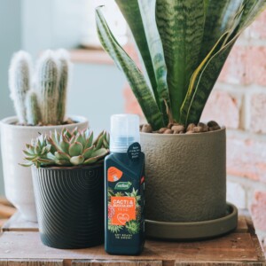 Westland Cacti & Succulent Feed