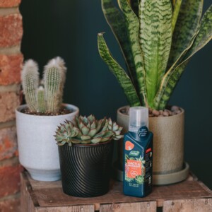 Westland Cacti & Succulent Feed