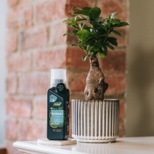 Westland Bonsai Feed bottle next to plant