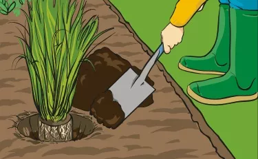 A person using a spade to back-fill Irish Moss Peat into a planting hole.