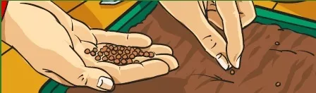Image of a pair of hands above a seed tray, one hand is used to hold seeds, the other to plant them into the soil.