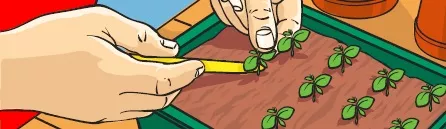 A pair of hands pricking out seedlings from a seed tray with a dibber.