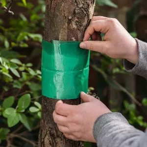 growing success glue band traps