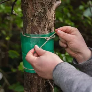 growing success glue band traps