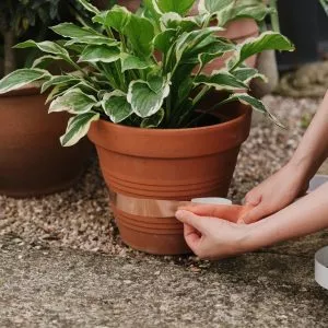 Growing Success Slug Copper Tape on pot