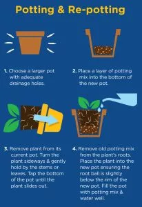houseplant potting mix how to use