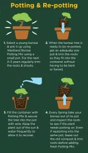 how to use bonsai potting mix