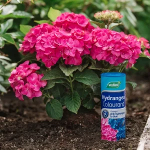 Westland Hydrangea Colourant