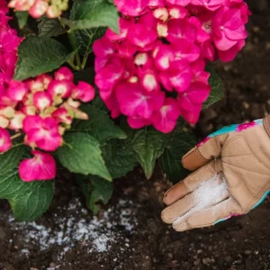 Westland Hydrangea Colourant in soil