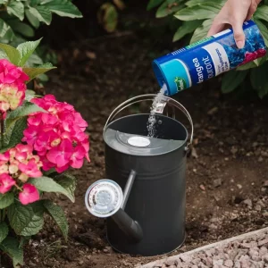 Westland Hydrangea Colourant in use with watering can