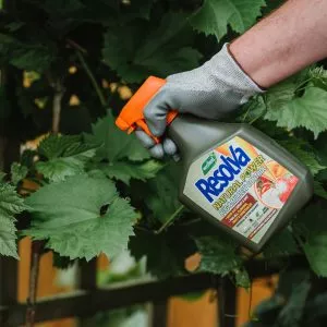 Resolva Natural Power Bug & Mildew in use