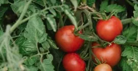 Growbag tomatos growing