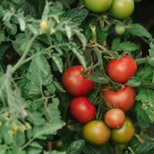 Growbag tomatos growing
