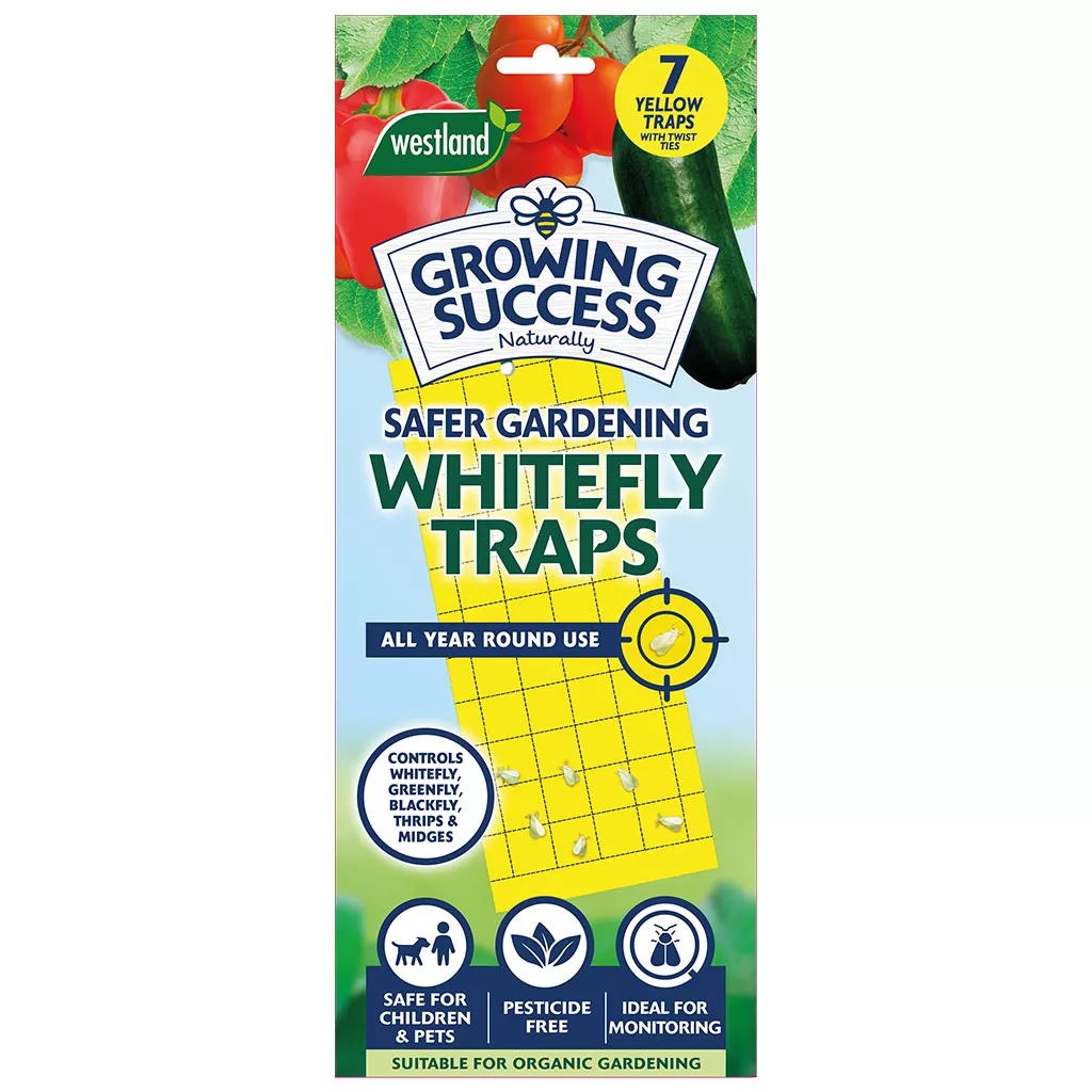 growing success whitefly traps front