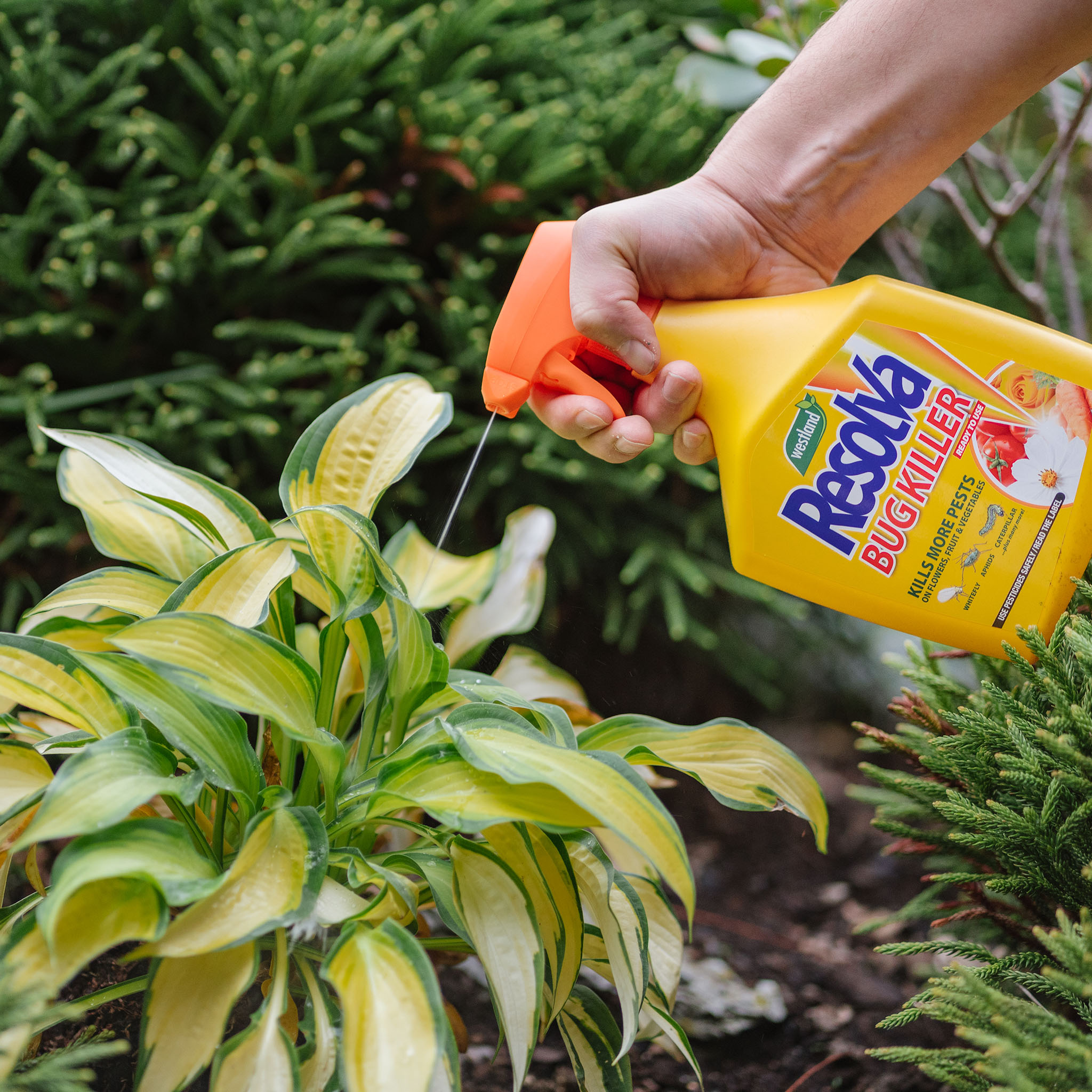 resolva bug killer