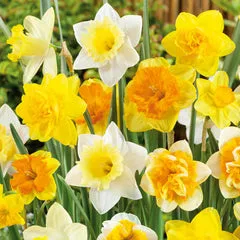 daffodil bulbs