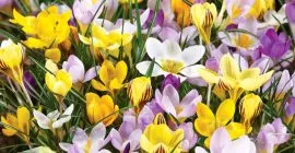 crocus bulb planting