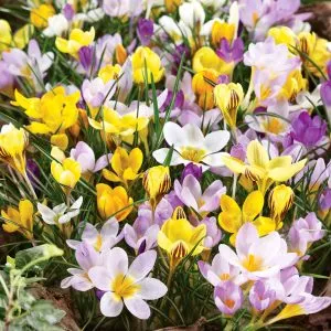 crocus bulb planting