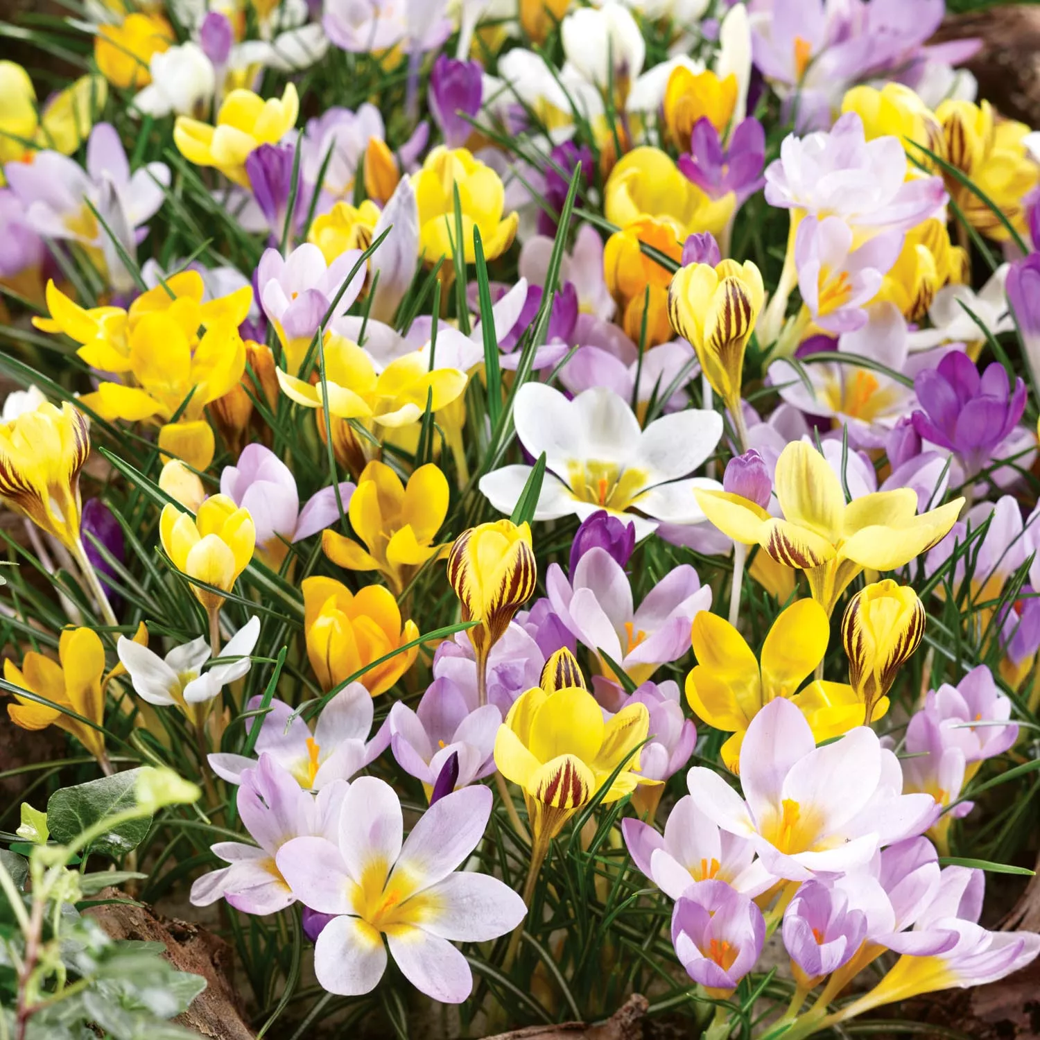 <h2><span style="font-size: 12pt; color: #ffffff;"><strong>How to Create Stunning Bulb Displays</strong></span></h2>