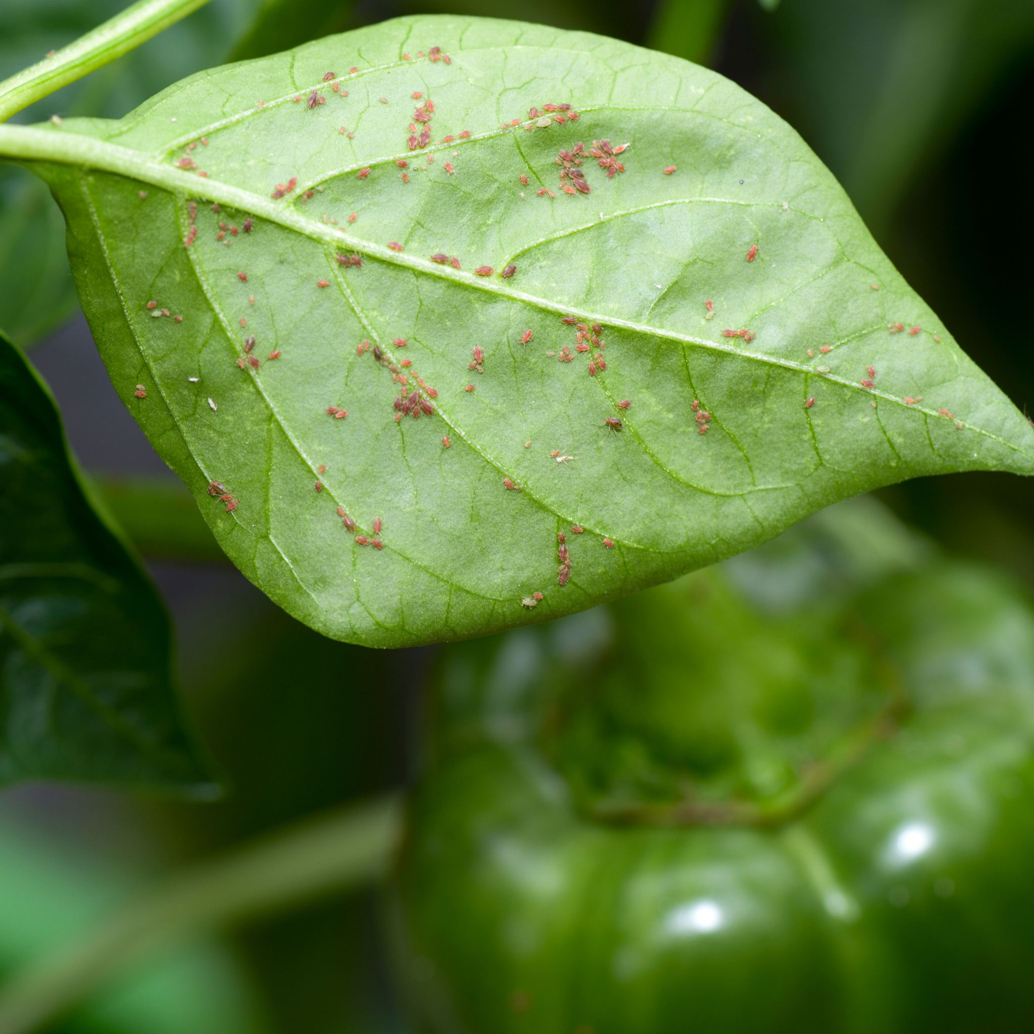 how to get rid of aphids